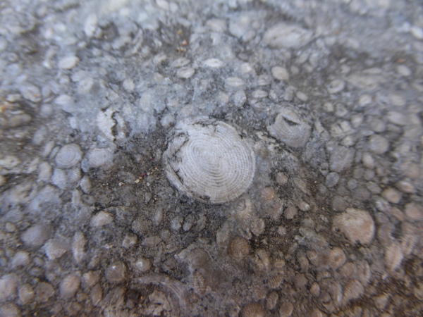 Pedra de girona Stein mit Fossilien Pals Costa Brava