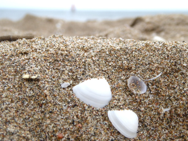 Strand Muschel Tauchsaison