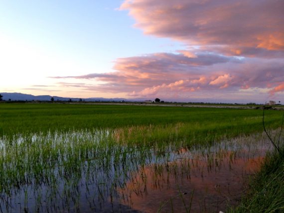 Lila Wolken und der Reis aus dem Ebrodelta 1