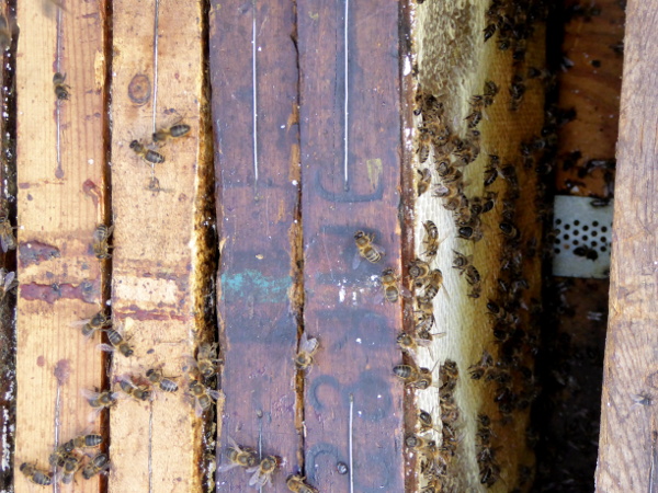 bienen honig Freibeuter reisen ein bienenstock geöffnet