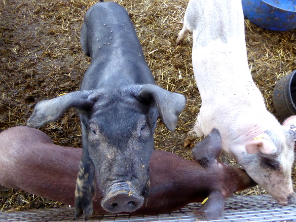 bauernhof granja mas bes freibeuter reisen drei kleine schweinchen