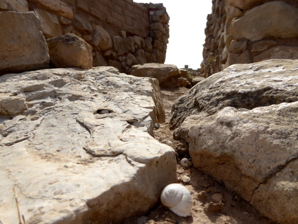 schnecke archäologische ausgrabungen iberer siedlung Arbeca freibeuter reisen