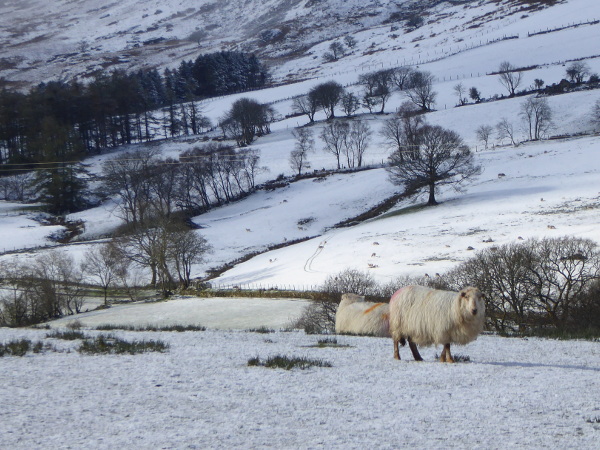 snowdonia Wales schaf im schnee freibeuter reisen
