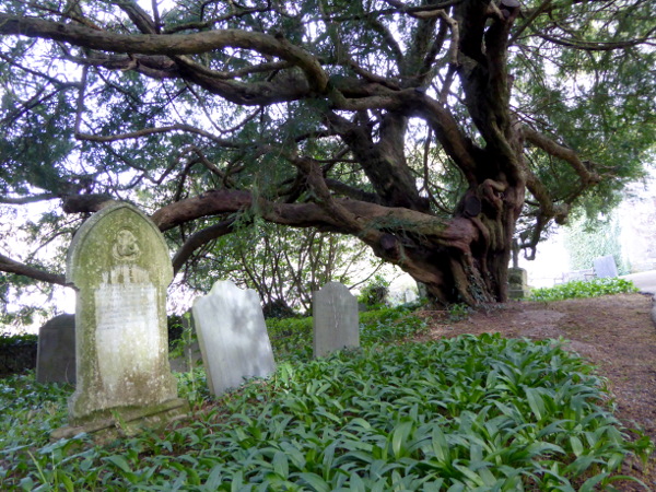 wales land und leute yew tree auf dem Friedhof freibeuter reisen