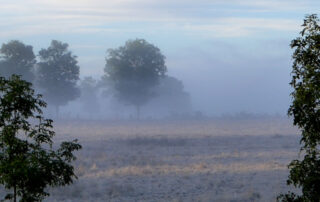 Beitragsbild - Lozère im Nebel - Wo sich Bison und Wolf gute Nacht sagen – im Lozère