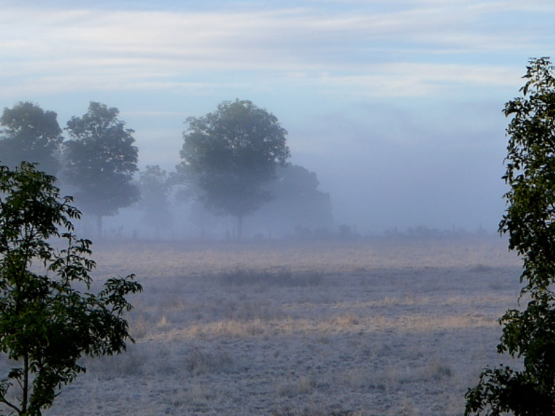 Beitragsbild - Lozère im Nebel - Wo sich Bison und Wolf gute Nacht sagen – im Lozère