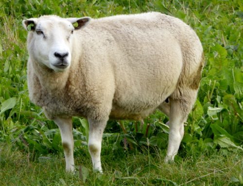 Texel: Und plötzlich war ich ein Schaf