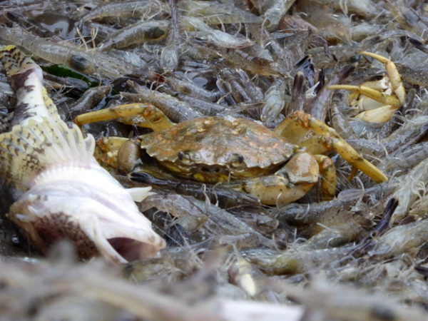 krebs-krabbenfischer-freibeuter-reisen-texel