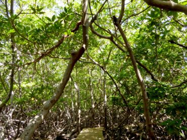 Wandern im Mangrovenwald 17