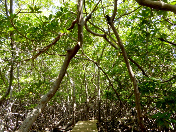 dichte-mangroven-naturpark-presquile-de-la-caravelle-martinique-freibeuter-reisen