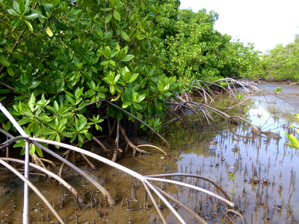 mangroven-naturpark-presquile-de-la-caravelle-martinique-freibeuter-reisen