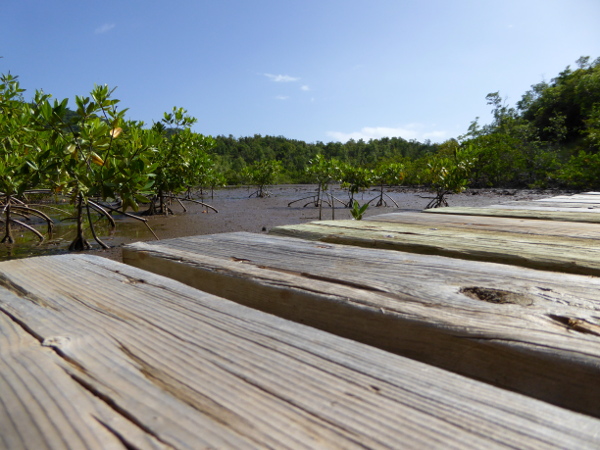 steg-mangroven-naturpark-presquile-de-la-caravelle-martinique-freibeuter-reisen