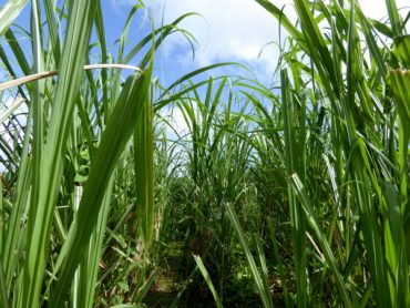 Zuckerrohr - oder ein Blick in die Geschichte Martiniques 9