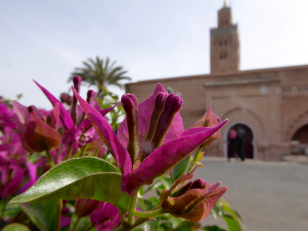 moschee marrakesch blume freibeuter reisen