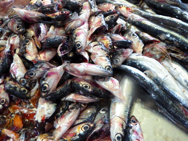anchovis escala sardellen costa brava freibeuter reisen