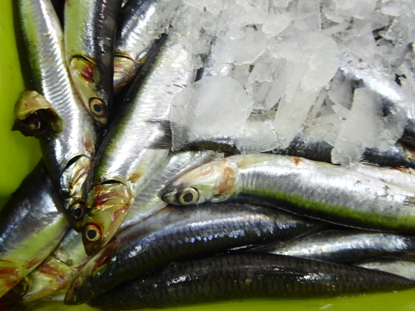 sardellen anchovis escala