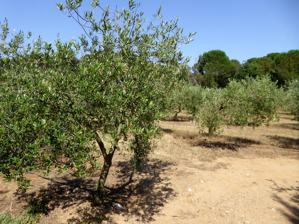 arbequina oliven solivera