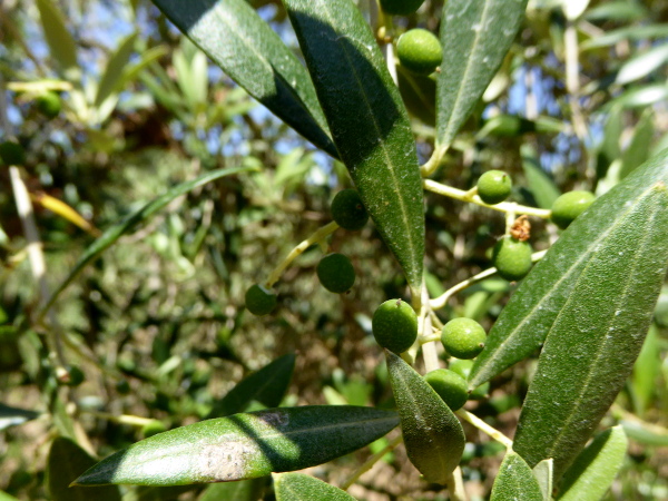 arbequina oliven solivera
