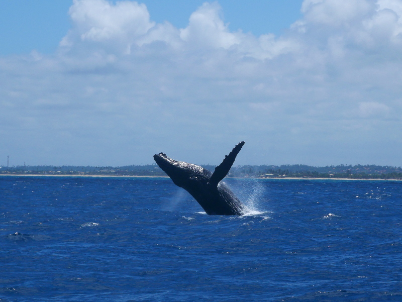 Brasilien buckelwale wale 