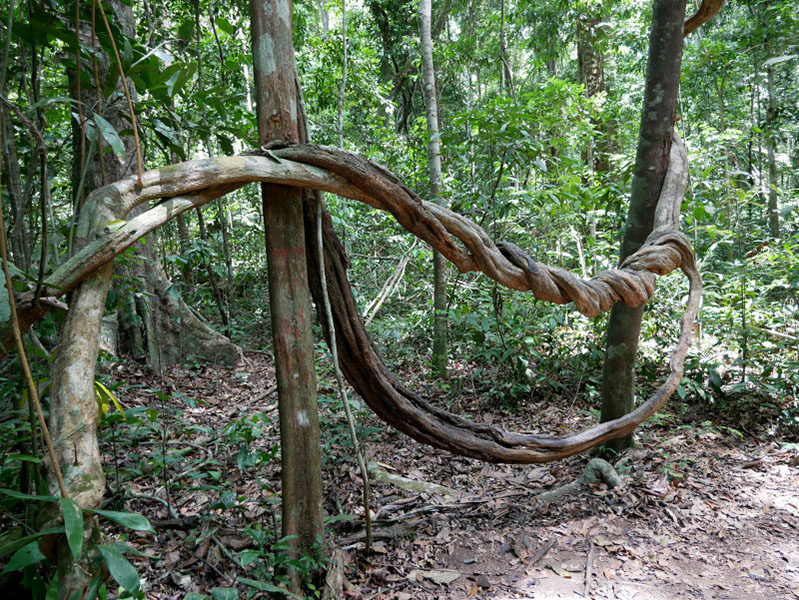 affenschaukel baum regenwald brasilien amazonas freibeuter reisen