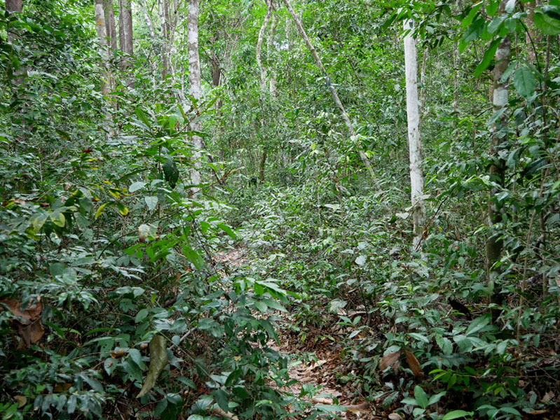 trilha brasilien trail regenwald