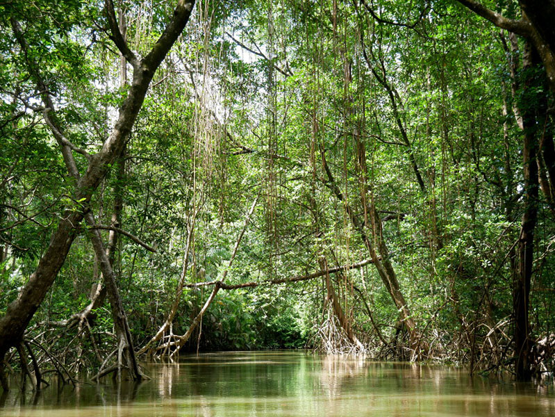 Mangroven Kanal grün açaí Beere Furo do Miguelão Brasilien Amazonas
