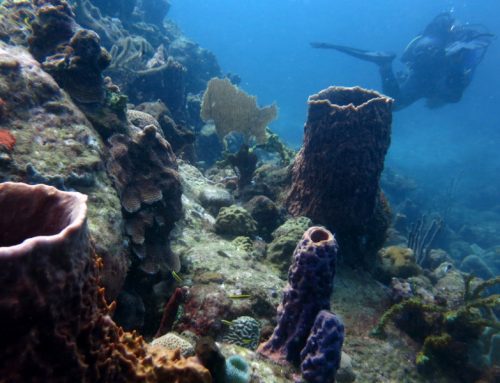 Welt des Schweigens – Abtauchen in der Réserve Cousteau