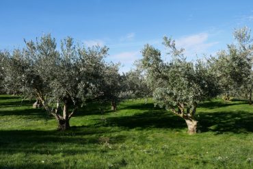 olivenbaeume oliven aceite artajo navarra