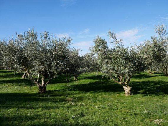 olivenbaeume oliven aceite artajo navarra