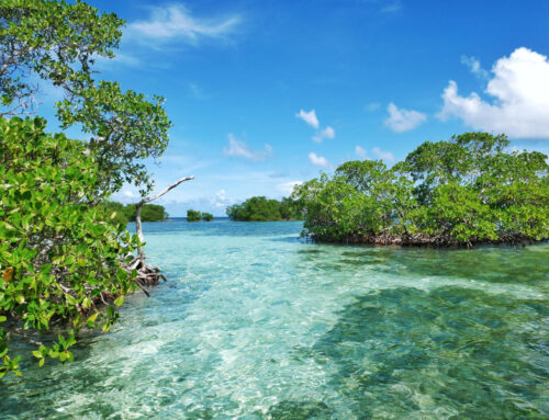 Durch die Mangroven der blauen Lagune