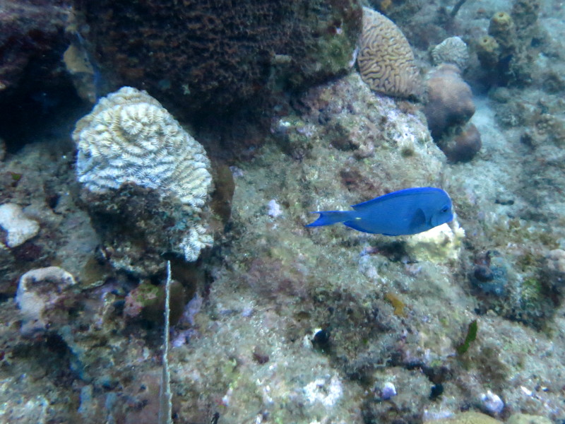 karibik dori tauchen guadeloupe reserve cousteau 