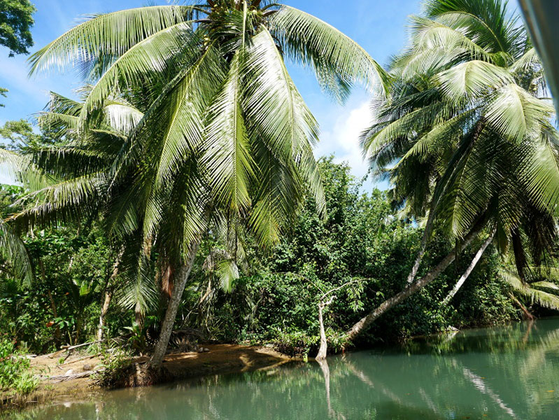 mangroven palmen riviere guadeloupe 