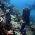 korallen gorgonien guadeloupe reserve cousteau