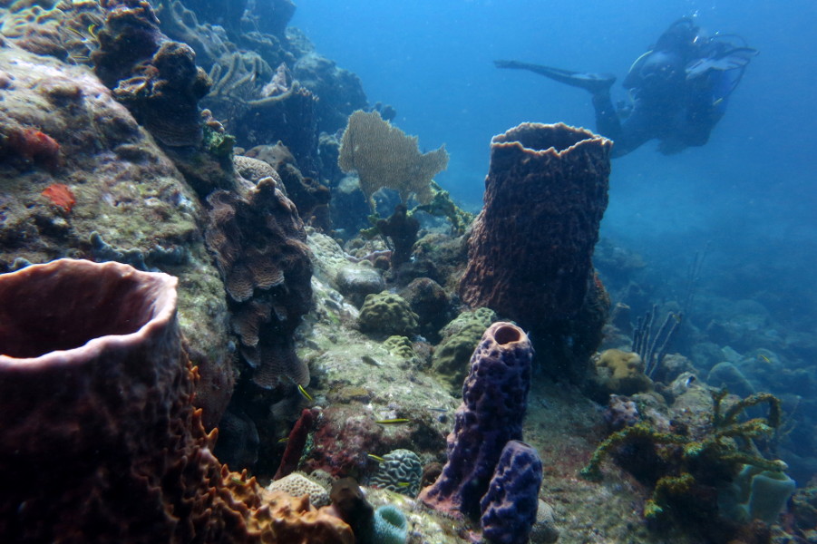 korallen gorgonien guadeloupe reserve cousteau 