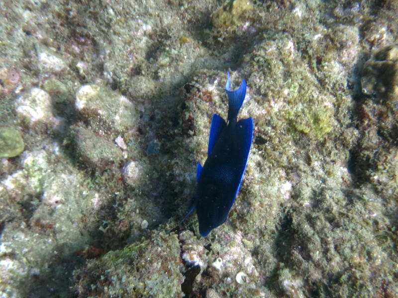 paletten Doktorfisch guadeloupe reserve cousteau 