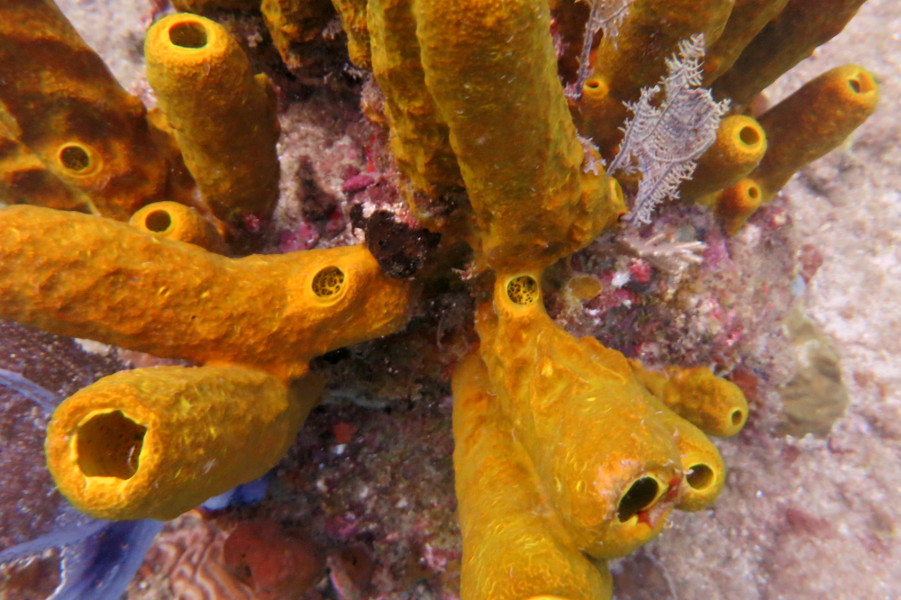  guadeloupe reserve cousteau 