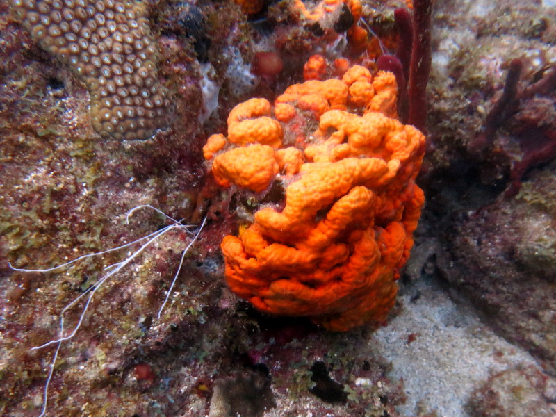 orange schwaemm und korallen paletten Doktorfisch guadeloupe reserve cousteau 