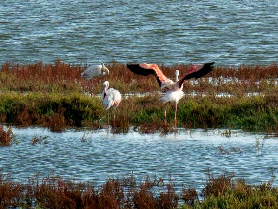 ebrodelta flamingos Delta del Ebro