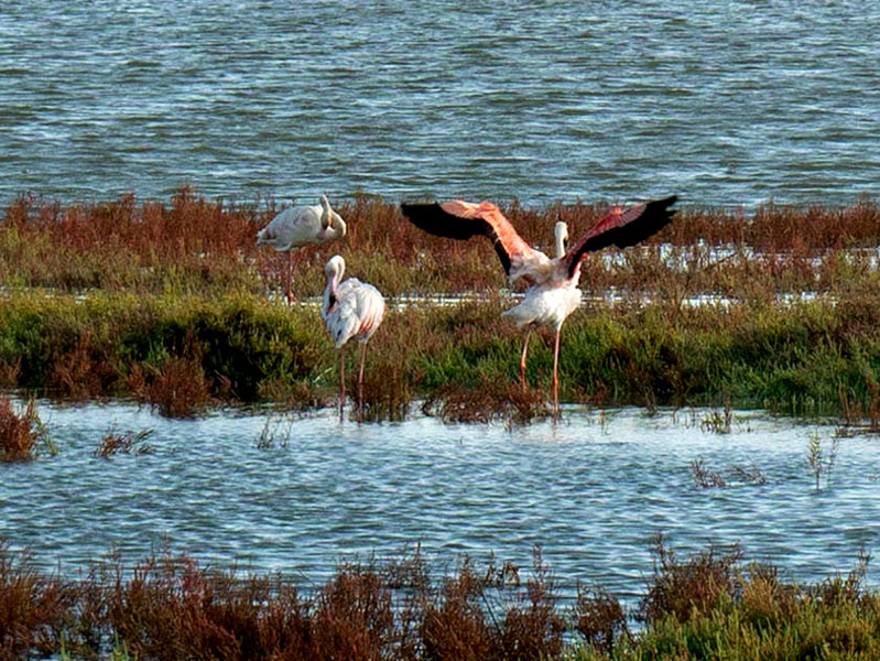 ebrodelta flamingos Delta del Ebro