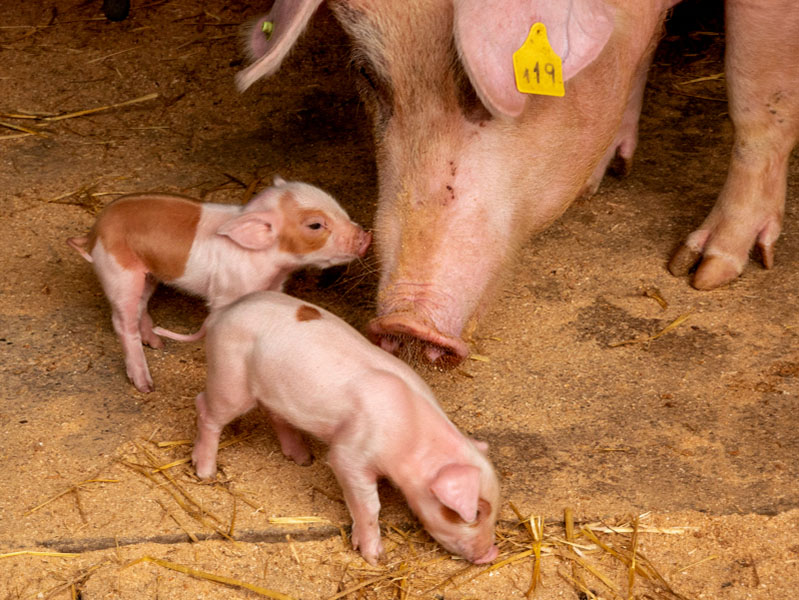 nachhaltig bauernhof glueckliches schwein katalonien 