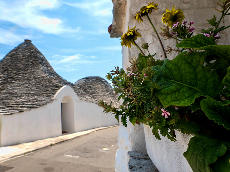 alberobello blumen