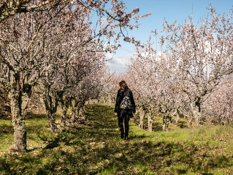 mandlenbäume Castelo Rodrigo aldeias historicas