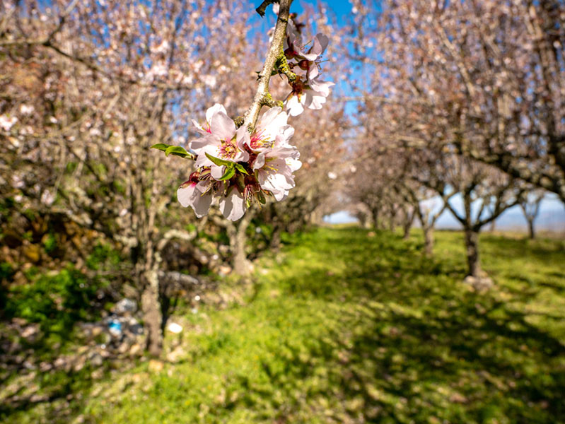 Castelo Rodrigo aldeias historicas Mandelblüte
