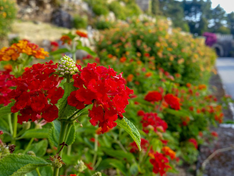 lumen baiona parador