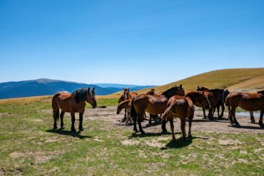 HErde Pferde grasen Vall d'Àssua