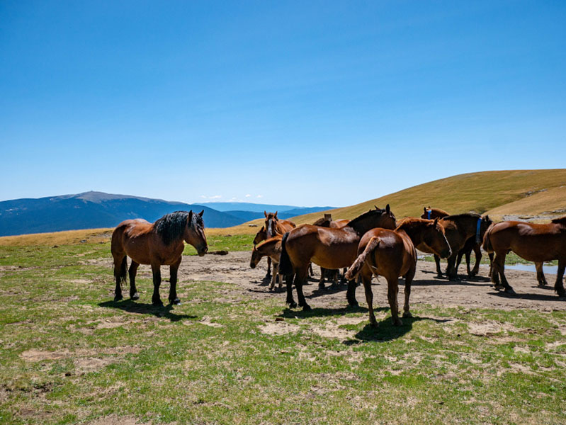 HErde Pferde grasen Vall d'Àssua