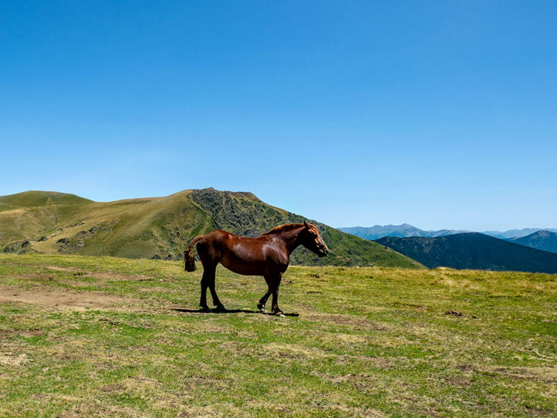 Pferd Vall d'Àssua