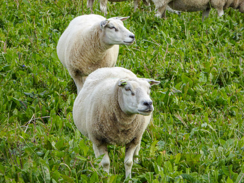 Texel Schafe