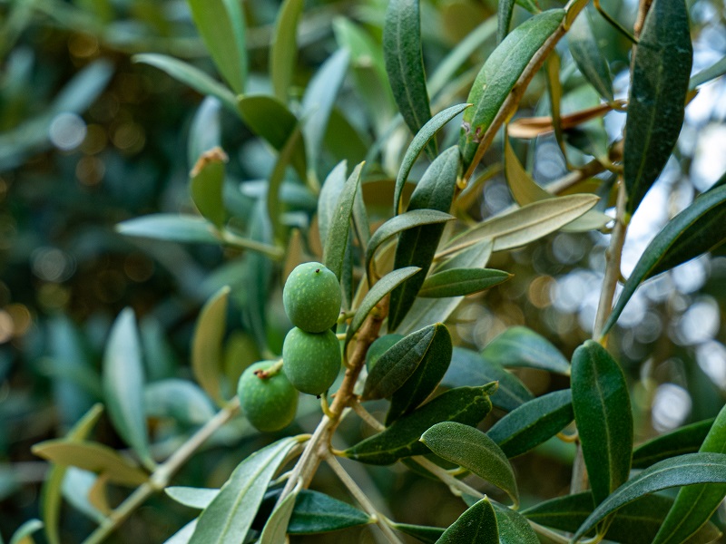  oliven frucht d o siurana