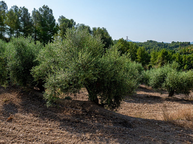 oliven oel d o siurana